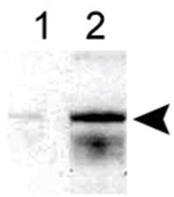 ALOX5 Rabbit anti-Bovine, Human, Mouse, Rabbit, Rat, Polyclonal Antibody,