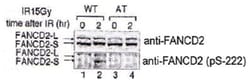 FANCD2 (phospho S222), Rabbit anti-Human, Polyclonal Antibody, Abnova 200&mu;L;