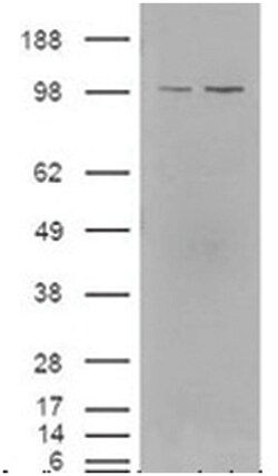 NR1H3/NR1H2 Rabbit anti-Chicken, Human, Mouse, Primates, Rat, Polyclonal
