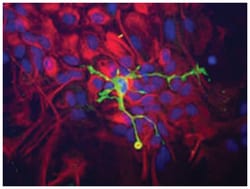 CORO1A Rabbit anti-Human, Rat, Polyclonal Antibody, Abnova 100 &mu;L | Buy Online | Abnova Corporation | Fisher Scientific