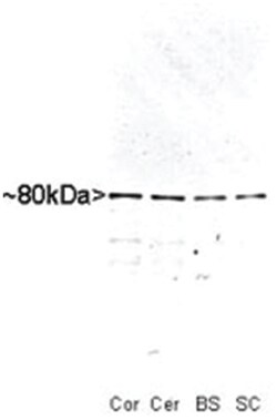 MARCKS Rabbit anti-Rat, Polyclonal Antibody, Abnova 100&mu;L; Unlabeled:Antibodies,
