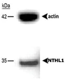 NTHL1 Rabbit anti-Human, Polyclonal Antibody, Abnova 100 &mu;L | Buy Online | Abnova Corporation | Fisher Scientific