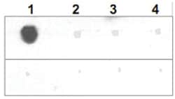 AKT1 (phospho T308), Rabbit anti-Human, Mouse, Rat, Polyclonal Antibody,