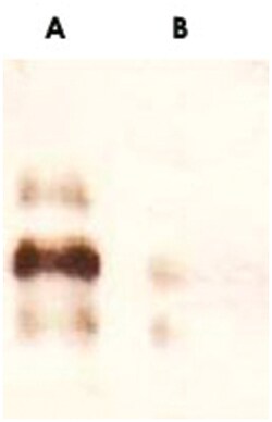 AKT1 (phospho T308), Rabbit anti-Human, Mouse, Rat, Polyclonal Antibody,