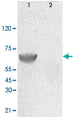PRKAA1 (phospho T172), Rabbit, Polyclonal Antibody, Abnova 100&mu;g; Unlabeled:Antibodies,
