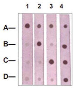 CTNNB1 (phospho S33/37), Rabbit anti-Human, Mouse, Rat, Polyclonal Antibody,
