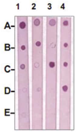 MST1R (phospho Y1238/S1239), Rabbit anti-Human, Mouse, Rat, Polyclonal Antibody, Abnova 100 &mu;g | Buy Online | Abnova | Fisher Scientific