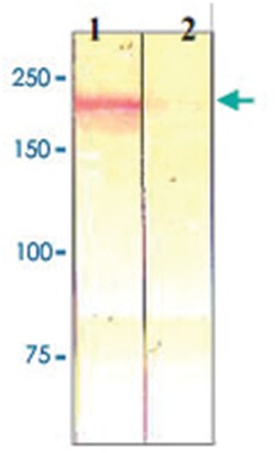 MST1R (phospho Y1238/S1239), Rabbit anti-Human, Mouse, Rat, Polyclonal Antibody, Abnova 100 &mu;g | Buy Online | Abnova | Fisher Scientific