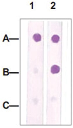 CDC2 (phospho Y15), Rabbit anti-Human, Polyclonal Antibody, Abnova 100&mu;g;