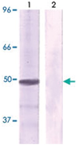 JUN (phospho T239), Rabbit anti-Human, Mouse, Rat, Polyclonal Antibody,