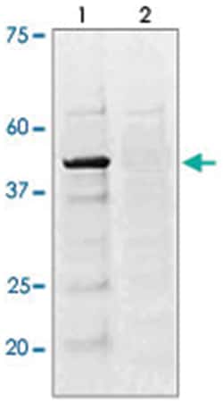 CREB1 (phospho S133), Rabbit anti-Human, Polyclonal Antibody, Abnova 100&mu;g;