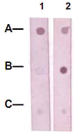 CREB1 (phospho S133), Rabbit anti-Human, Polyclonal Antibody, Abnova 100&mu;g;