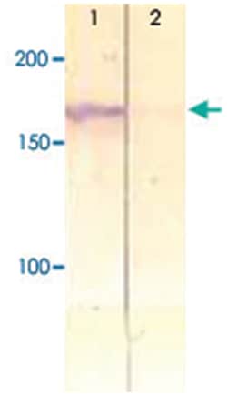 IRS1 (phospho Y612), Rabbit anti-Human, Mouse, Rat, Polyclonal Antibody, Abnova 100 &mu;g | Buy Online | Abnova Corporation | Fisher Scientific