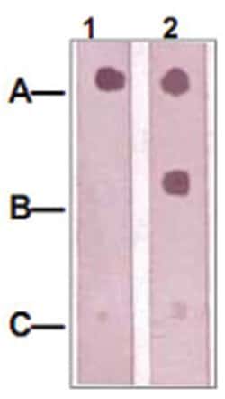 IRS1 (phospho Y612), Rabbit anti-Human, Mouse, Rat, Polyclonal Antibody, Abnova 100 &mu;g | Buy Online | Abnova Corporation | Fisher Scientific
