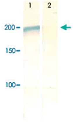 IRS2 (phospho S731), Rabbit anti-Human, Mouse, Rat, Polyclonal Antibody,