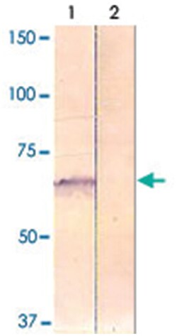 PAK4 (phospho S474), Rabbit anti-Human, Mouse, Rat, Polyclonal Antibody,