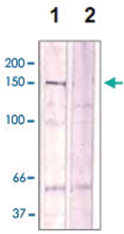 ROCK2 (phospho T396), Rabbit anti-Human, Mouse, Rat, Polyclonal Antibody,