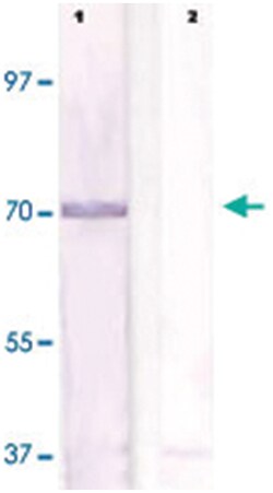 RPS6KB1 (phospho S434), Rabbit anti-Human, Mouse, Rat, Polyclonal Antibody,