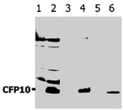 Mycobacterium tuberculosis CFP10 (Rv3874), Rabbit, Polyclonal Antibody,