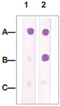 CDC2 Rabbit anti-Human, Polyclonal Antibody, Abnova 100&mu;g; Unlabeled:Antibodies,