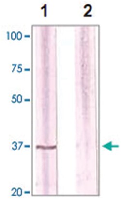 CDC2 Rabbit anti-Human, Polyclonal Antibody, Abnova 100&mu;g; Unlabeled:Antibodies,