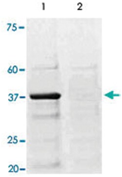 CREB1 (phospho S133), Rabbit anti-Human, Rat, Polyclonal Antibody, Abnova