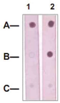 MAP2K5 Rabbit anti-Chicken, Human, Mouse, Rat, Polyclonal Antibody, Abnova 100 &mu;g | Buy Online | Abnova | Fisher Scientific