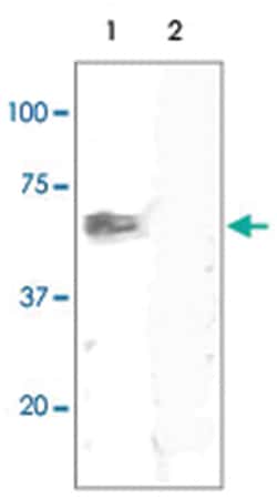 MAP2K1/MAP2K2 Rabbit anti-Chicken, Human, Mouse, Rat, Polyclonal Antibody,