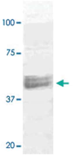 MAP2K1/MAP2K2 Rabbit anti-Chicken, Human, Mouse, Rat, Polyclonal Antibody,