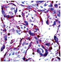 MMP9 Rabbit anti-Human, Polyclonal Antibody, Abnova 100&mu;g; Unlabeled:Antibodies,