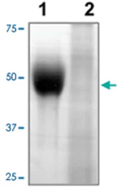 MYC tag, Rabbit, Polyclonal Antibody, Abnova 100&mu;g; Unlabeled:Anticorps,
