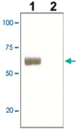 SOX9 Rabbit anti-Human, Mouse, Rat, Polyclonal Antibody, Abnova 100&mu;g;