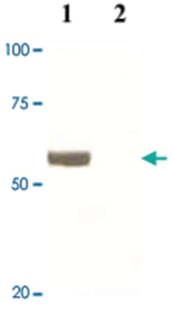 SOX9 Rabbit anti-Human, Mouse, Rat, Polyclonal Antibody, Abnova 100&mu;g;