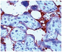 TGFB2 Rabbit anti-Human, Mouse, Rat, Polyclonal Antibody, Abnova 100 &mu;g | Buy Online | Abnova | Fisher Scientific