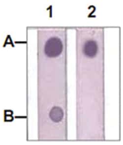 STAT1 (phospho Y701), Rabbit anti-Human, Mouse, Rat, Polyclonal Antibody,