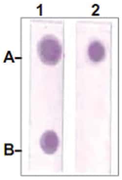 STAT3 (phospho S727), Rabbit anti-Human, Mouse, Rat, Polyclonal Antibody,