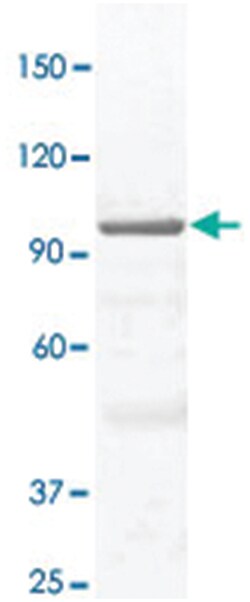 STAT3 (phospho S727), Rabbit anti-Human, Mouse, Rat, Polyclonal Antibody,