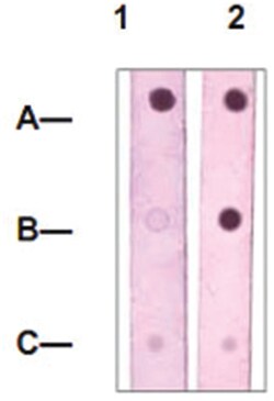 STAT4 (phospho Y693), Rabbit anti-Human, Mouse, Polyclonal Antibody, Abnova
