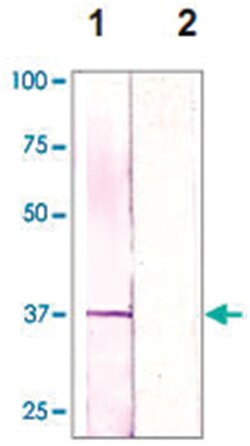 CDC2 Rabbit anti-Human, Mouse, Rat, Polyclonal Antibody, Abnova 100&mu;g;