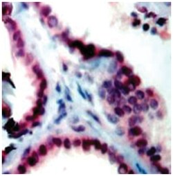 CDC2 Rabbit anti-Human, Mouse, Rat, Polyclonal Antibody, Abnova 100&mu;g;