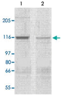 Corin Rabbit anti-Mouse, Rat, Polyclonal Antibody, Abnova 100&mu;g; Unlabeled:Antibodies,