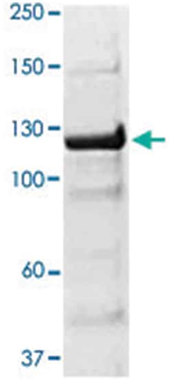 JAK2 Rabbit anti-Human, Mouse, Rat, Polyclonal Antibody, Abnova 100&mu;g;