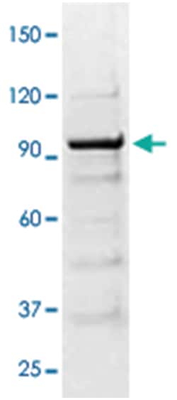 STAT1 Rabbit anti-Human, Mouse, Rat, Polyclonal Antibody, Abnova 100&mu;g;