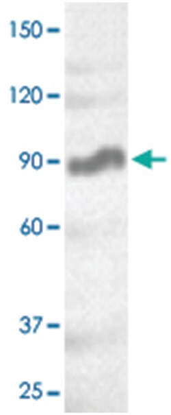 STAT5A Rabbit anti-Human, Polyclonal Antibody, Abnova 100 &mu;g | Buy Online | Abnova Corporation | Fisher Scientific