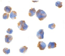 CCL11, Rabbit, Polyclonal Antibody, Abnova 100 &mu;g | Buy Online | Abnova | Fisher Scientific