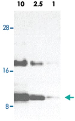 CCL11, Rabbit, Polyclonal Antibody, Abnova 100 &mu;g | Buy Online | Abnova | Fisher Scientific