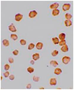 TNFRSF10D Rabbit anti-Human, Mouse, Rat, Polyclonal Antibody, Abnova 100&mu;g;