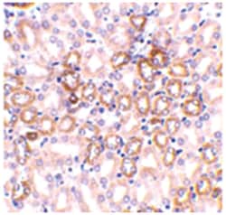 NPHS1 Rabbit anti-Human, Mouse, Rat, Polyclonal Antibody, Abnova 100&mu;g;