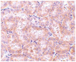 RIPK3 Rabbit anti-Mouse, Rat, Polyclonal Antibody, Abnova 100&mu;g; Unlabeled:Antibodies,
