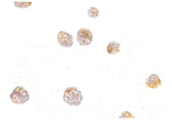 P53AIP1, Rabbit, Polyclonal Antibody, Abnova 100&mu;g; Unlabeled:Antibodies,